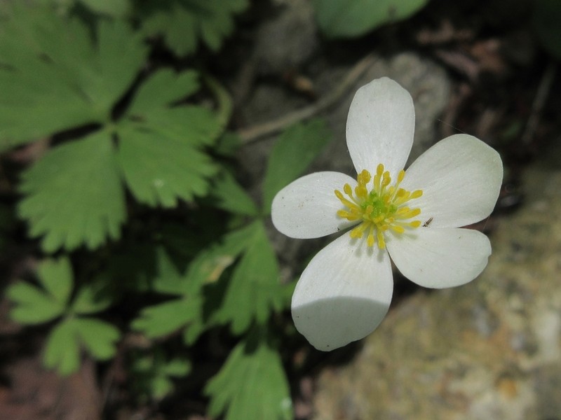 Anemone koraiensis photo 8