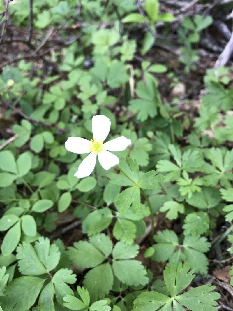 Anemone koraiensis