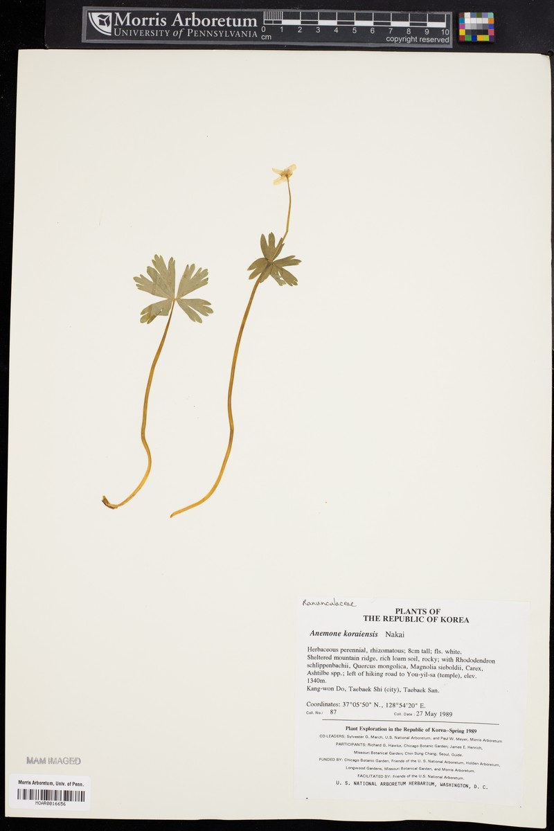 Anemone koraiensis photo 2