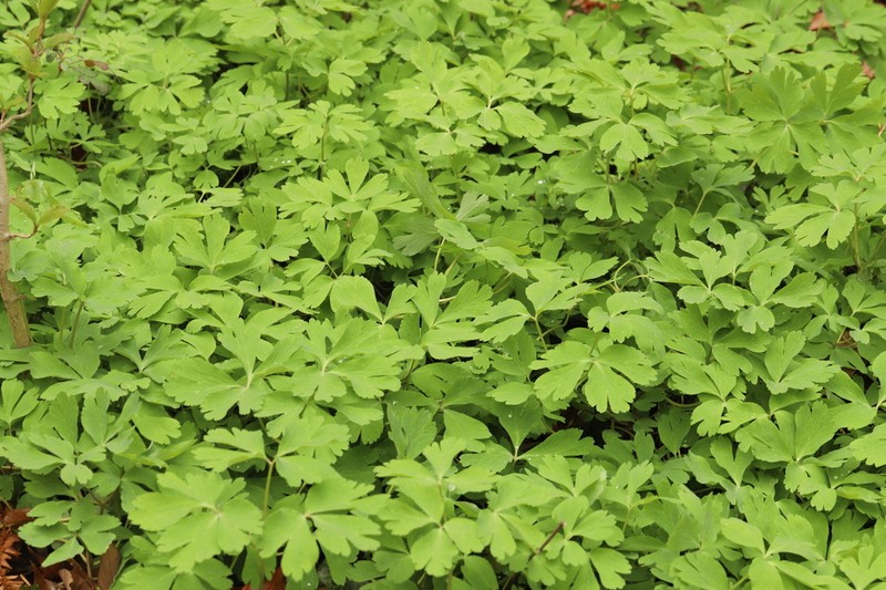 Anemone lacerata