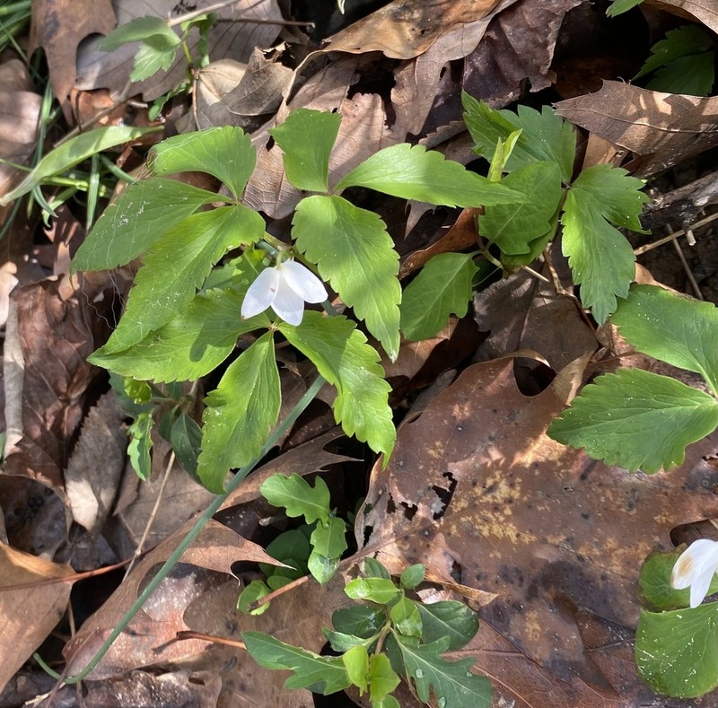 Mountain Thimbleweed photo 2