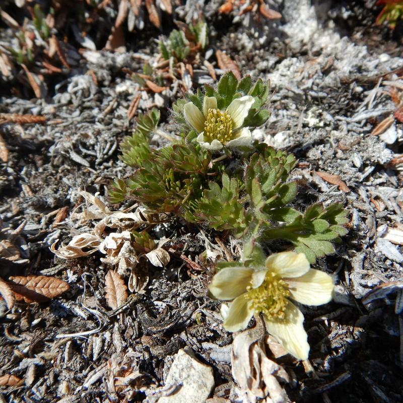 Little Belt Mountain Thimbleweed