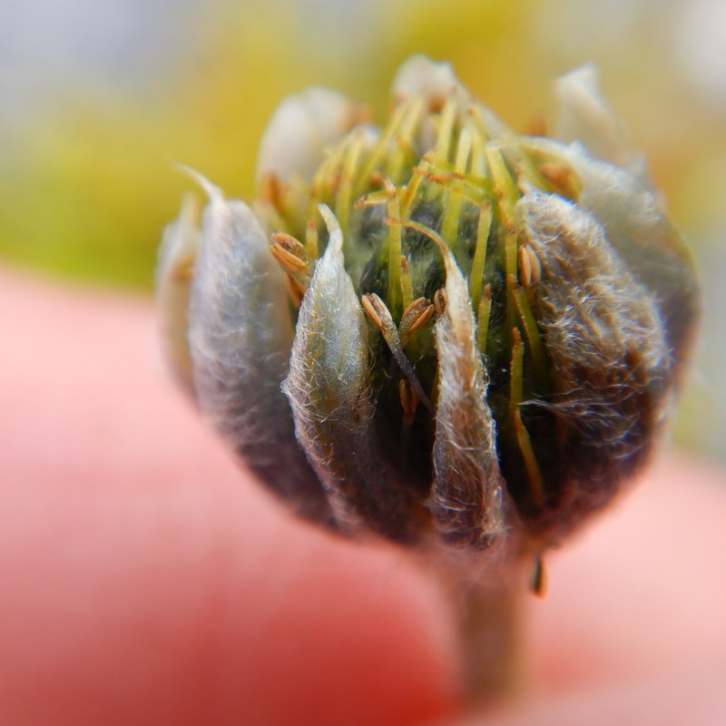 Little Belt Mountain Thimbleweed photo 2