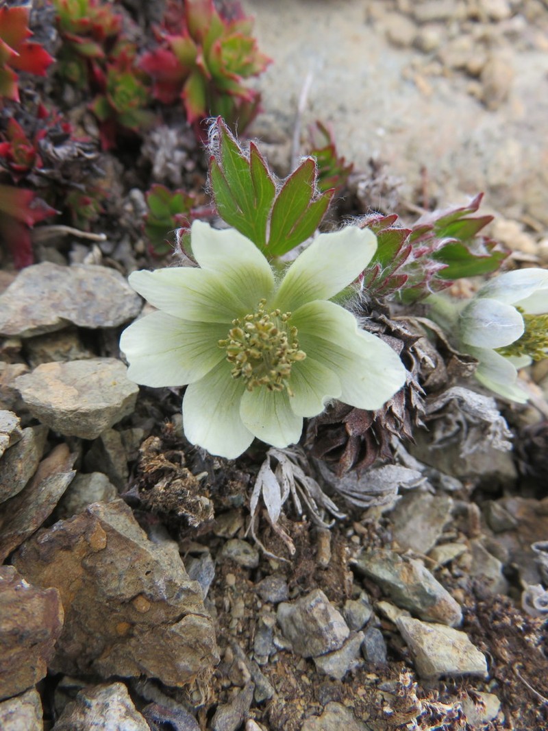 Little Belt Mountain Thimbleweed photo 3