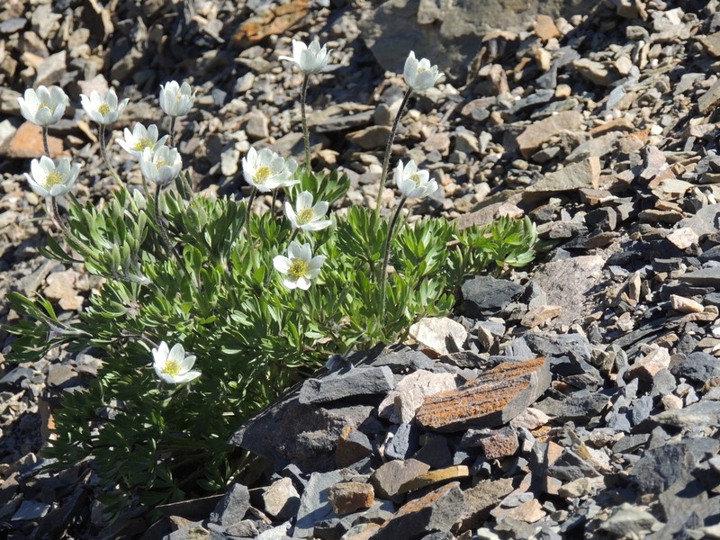 Little Belt Mountain Thimbleweed photo 4