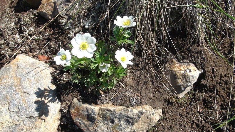 Little Belt Mountain Thimbleweed photo 5
