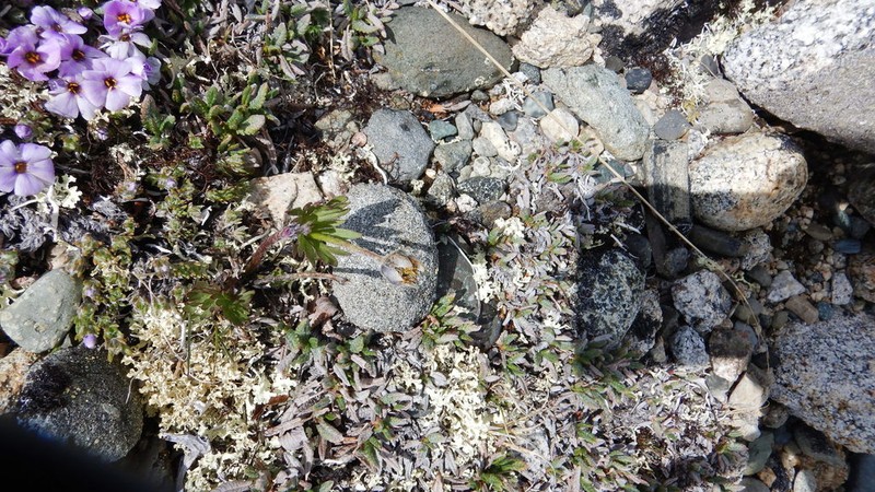 Little Belt Mountain Thimbleweed photo 6