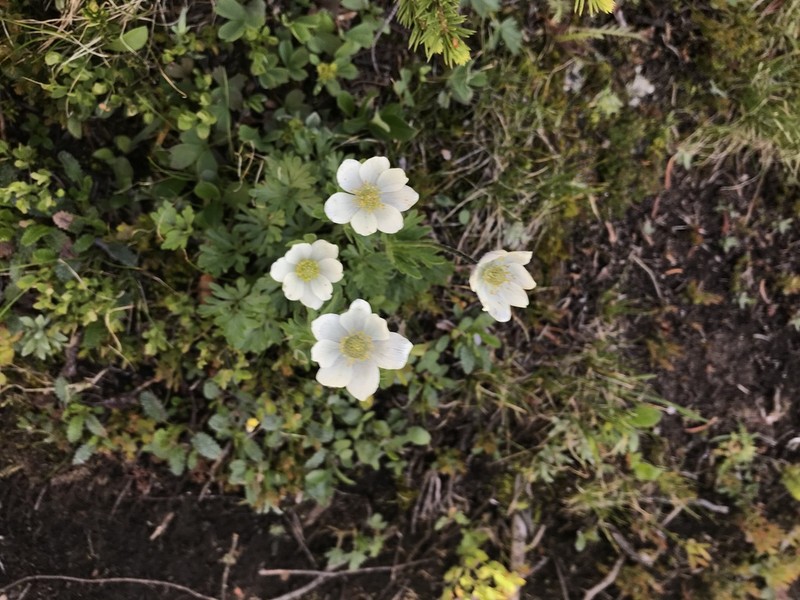 Little Belt Mountain Thimbleweed photo 7