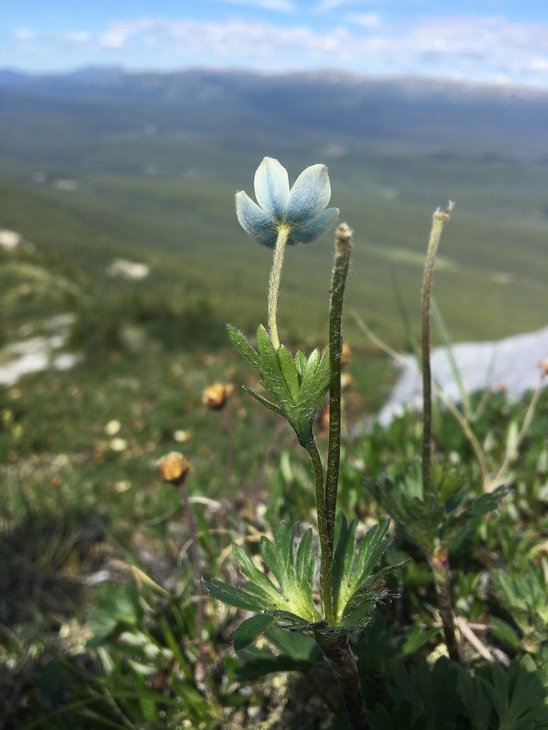 Little Belt Mountain Thimbleweed photo 8