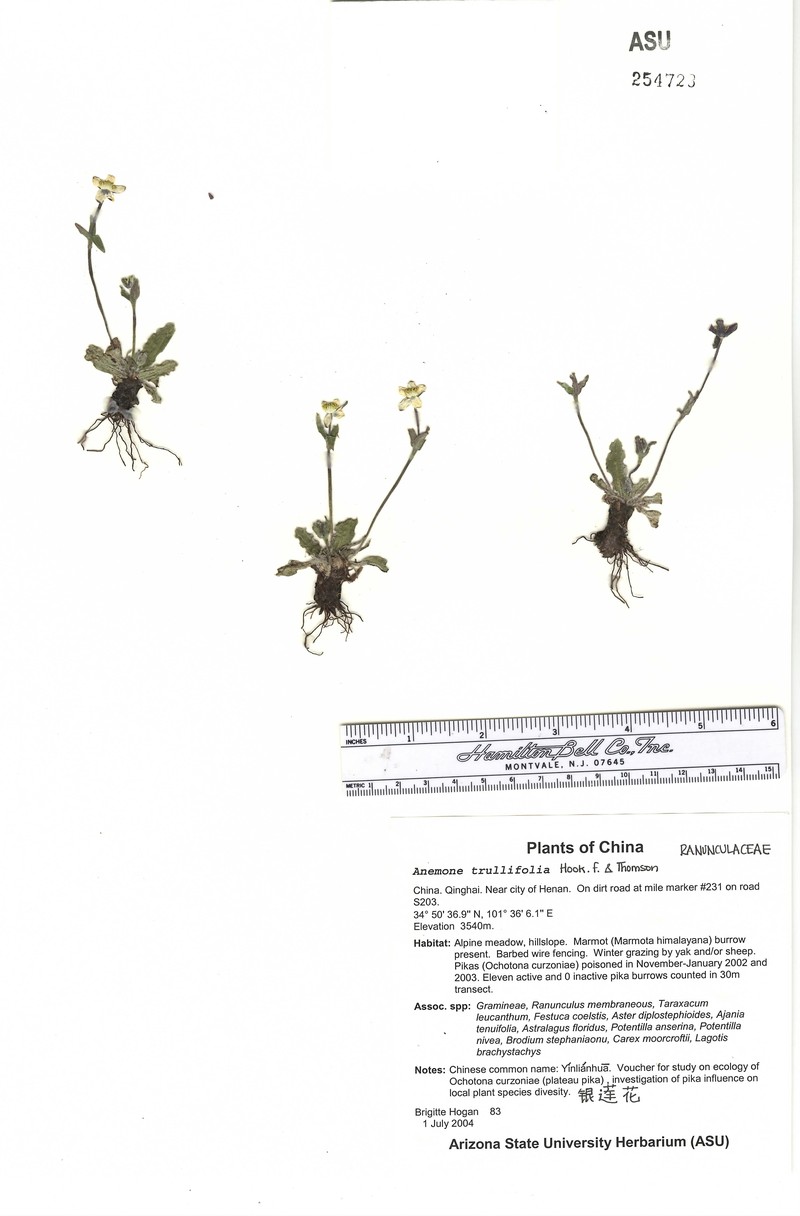 Anemone lutienensis photo 2
