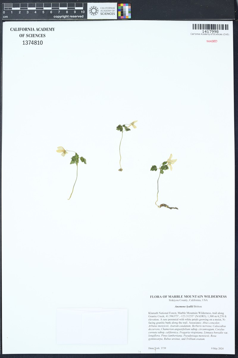 Anemone lyallii photo 3