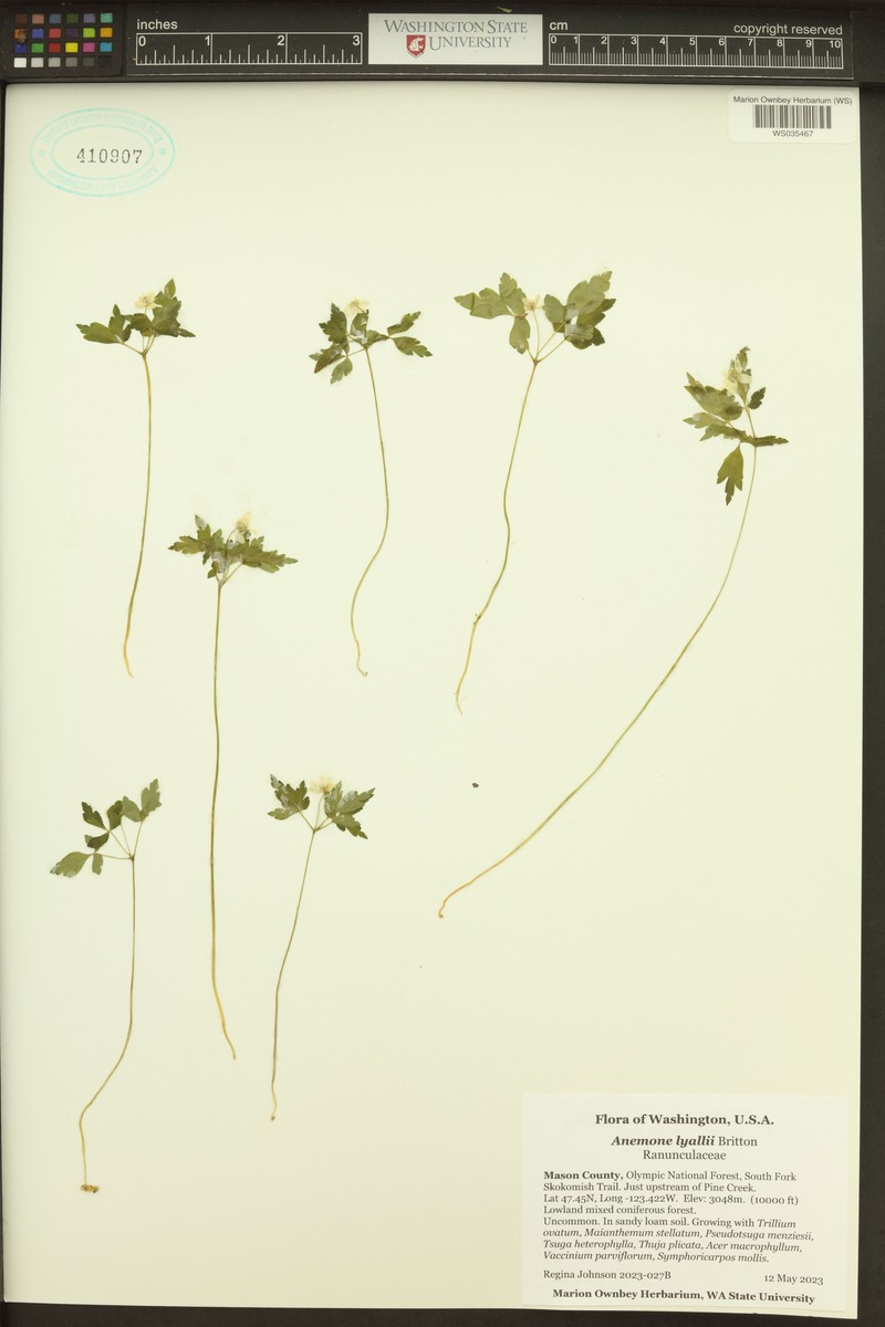 Anemone lyallii photo 4