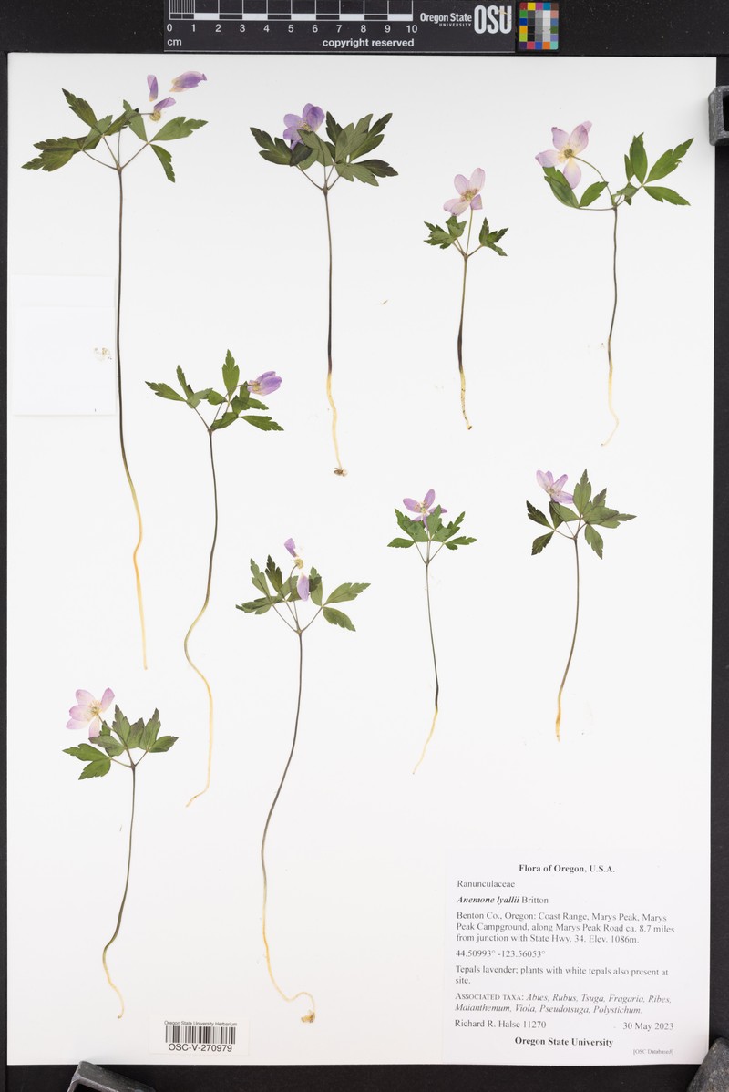 Anemone lyallii photo 5