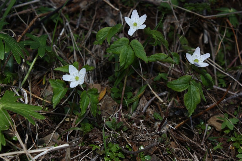 Anemone lyallii