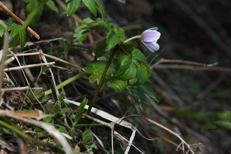 Anemone lyallii photo 6