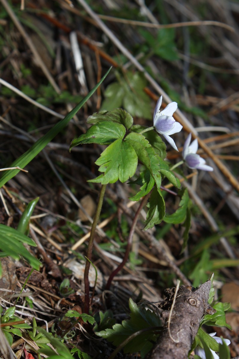 Anemone lyallii photo 7