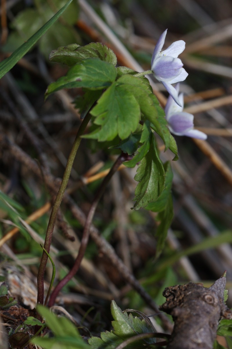 Anemone lyallii photo 8