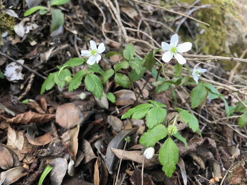 Anemone lyallii
