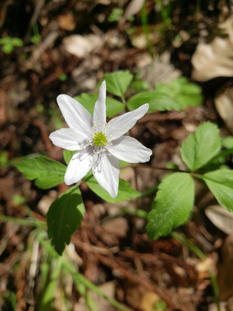 Anemone lyallii photo 2