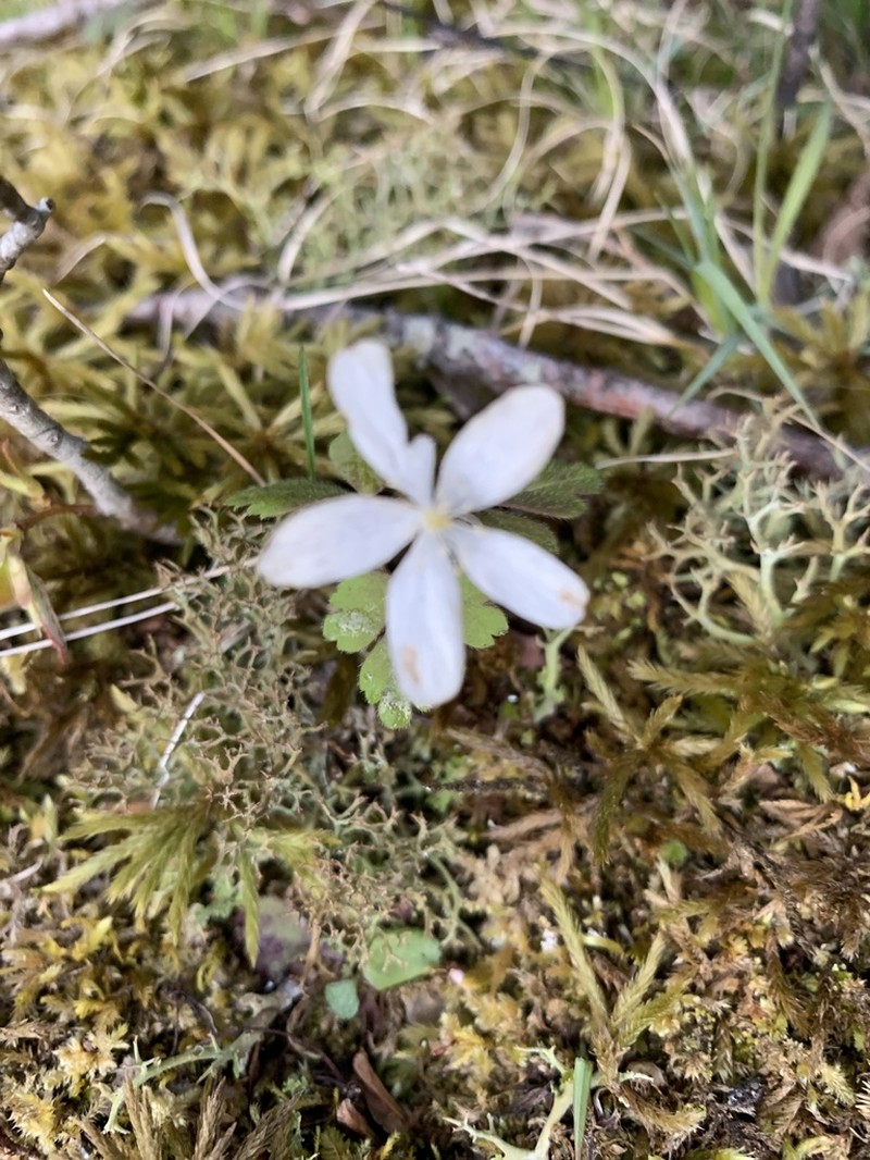 Anemone minima
