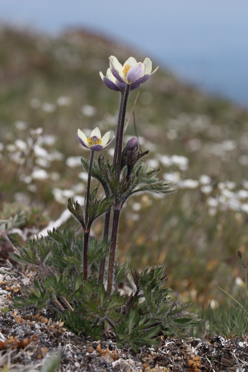Pacific Anemone