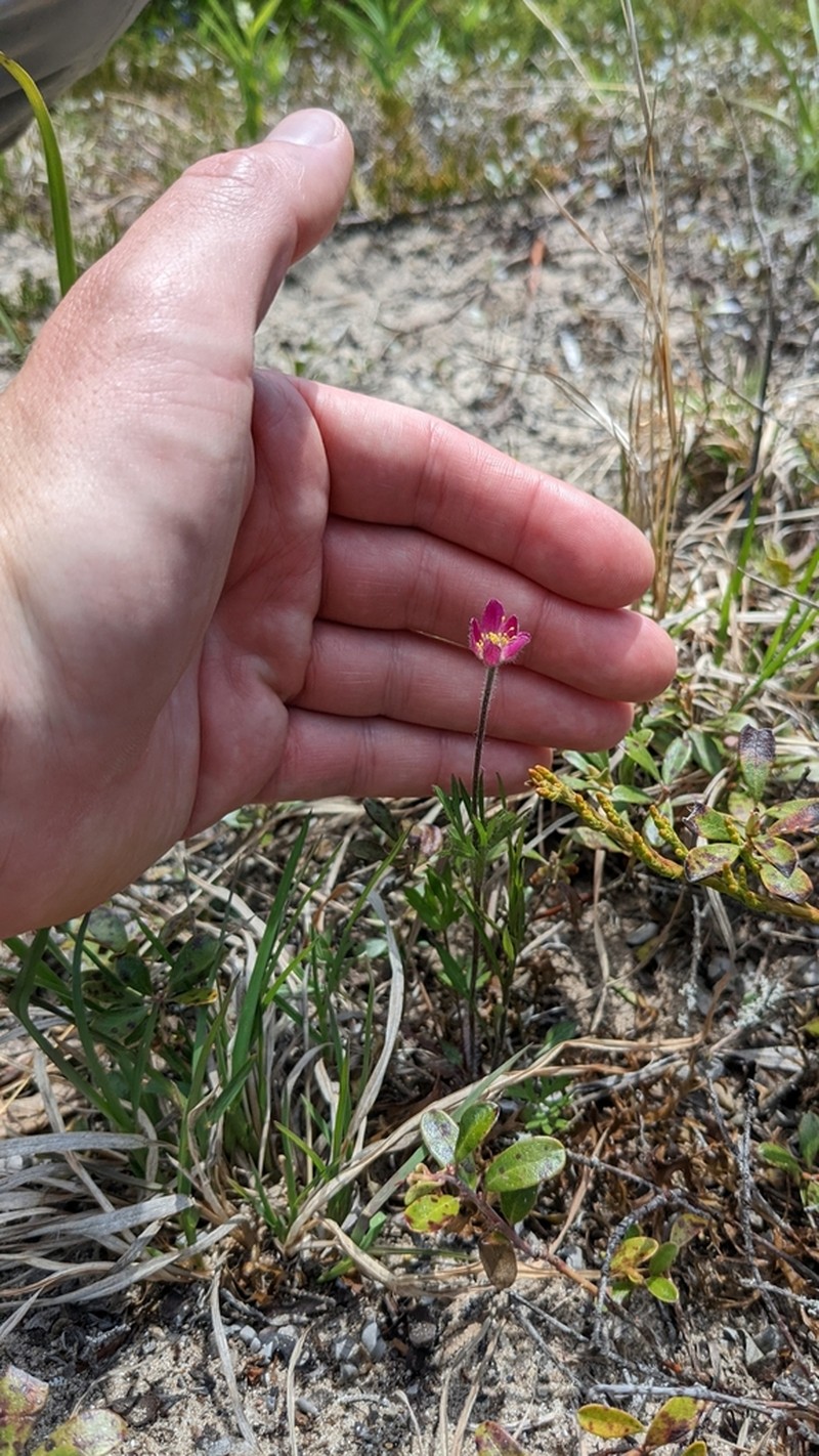 Pacific Anemone photo 2