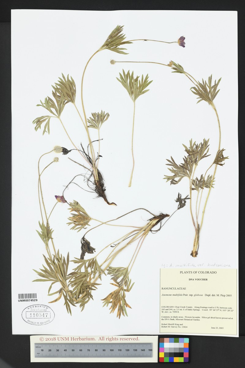 Anemone multifida var. hudsoniana