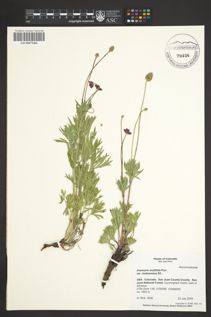 Anemone multifida var. hudsoniana photo 2