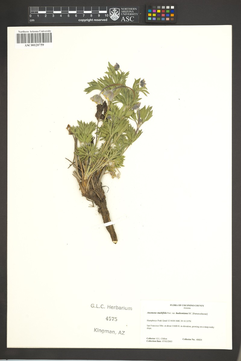 Anemone multifida var. hudsoniana photo 3