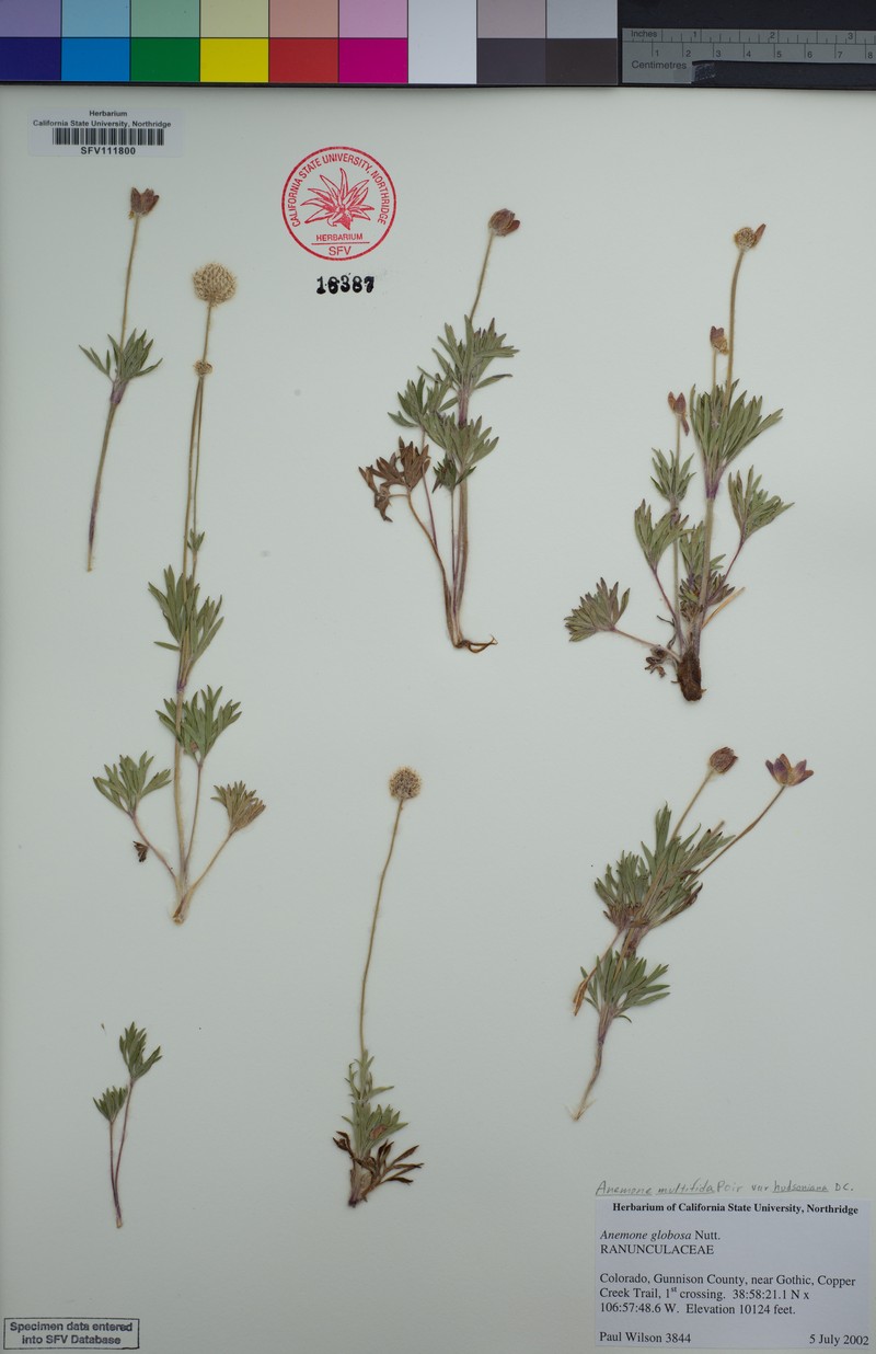 Anemone multifida var. hudsoniana photo 4