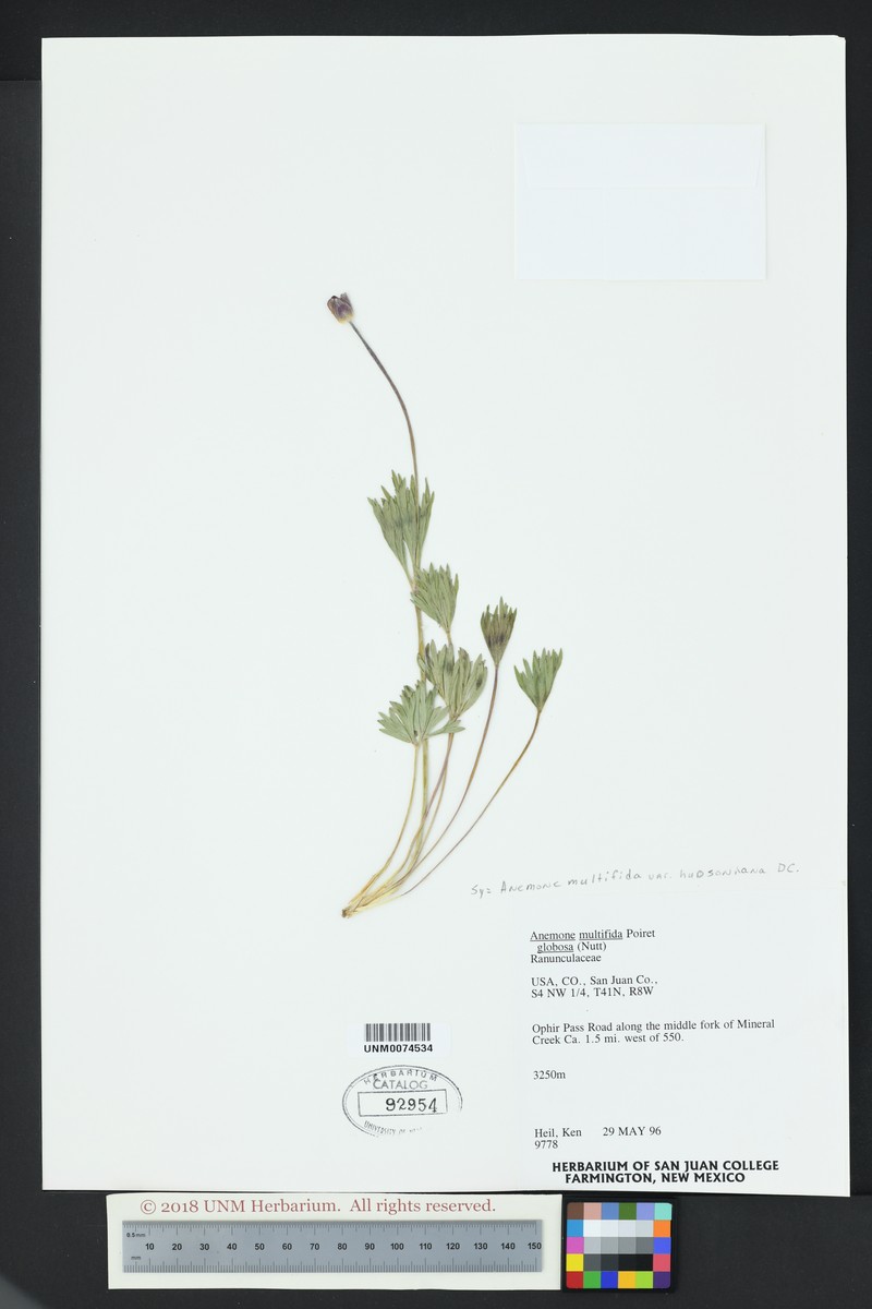 Anemone multifida var. hudsoniana photo 5