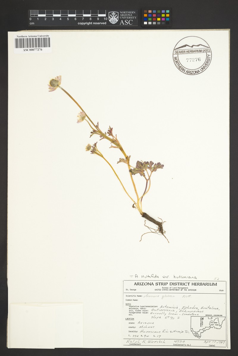 Anemone multifida var. hudsoniana photo 6