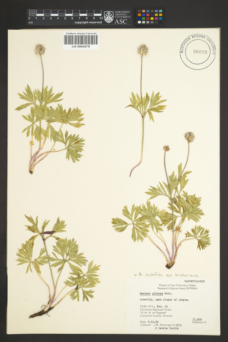 Anemone multifida var. hudsoniana photo 7
