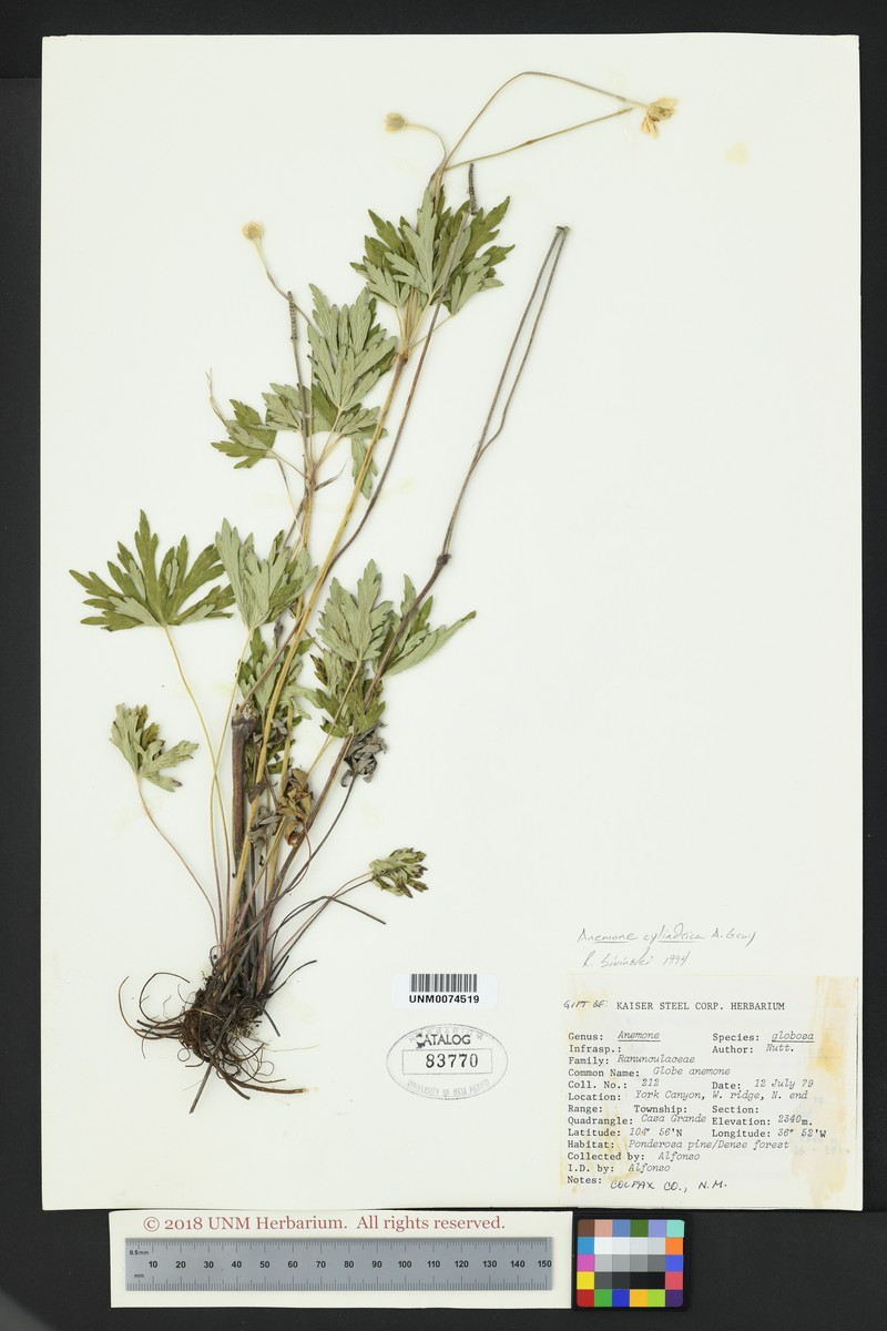 Anemone multifida var. hudsoniana photo 8