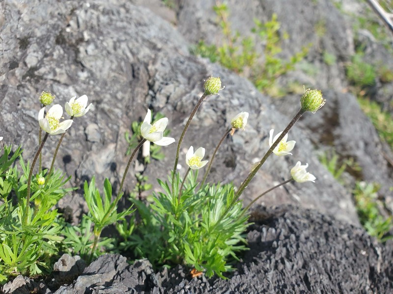 Anemone multifida var. multifida