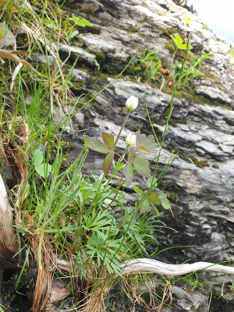 Anemone multifida var. multifida photo 2