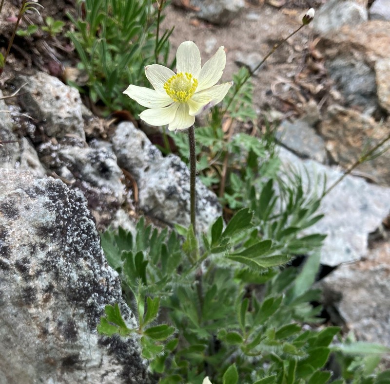 Anemone multifida var. multifida photo 4