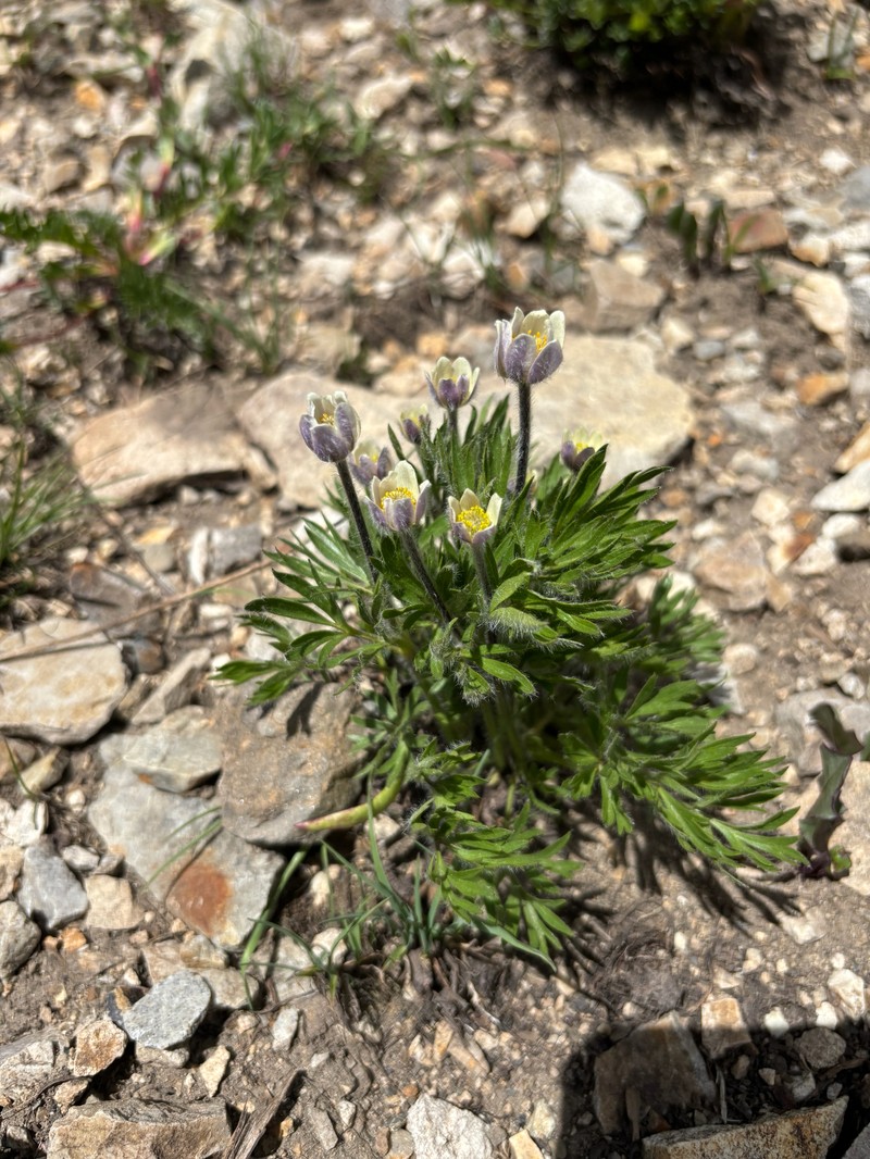 Anemone multifida var. saxicola
