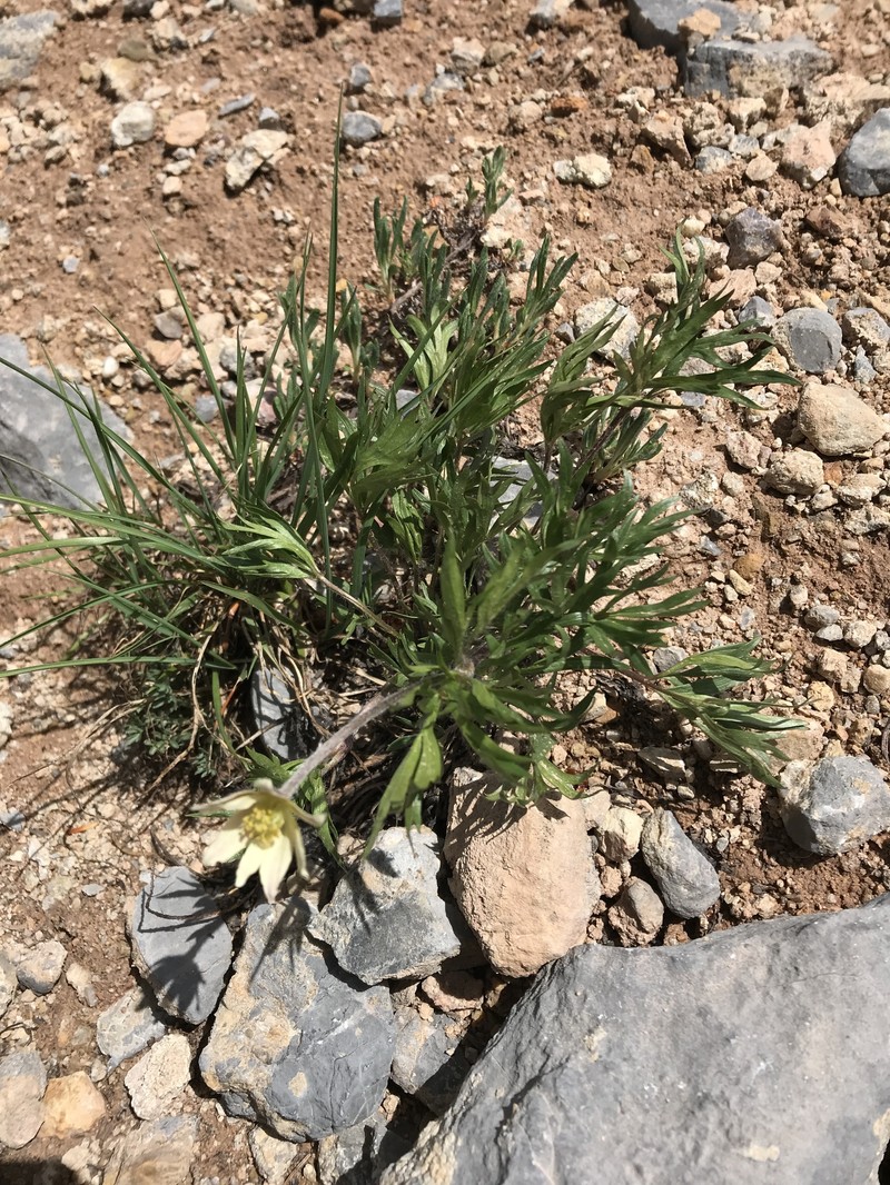 Anemone multifida var. saxicola photo 2