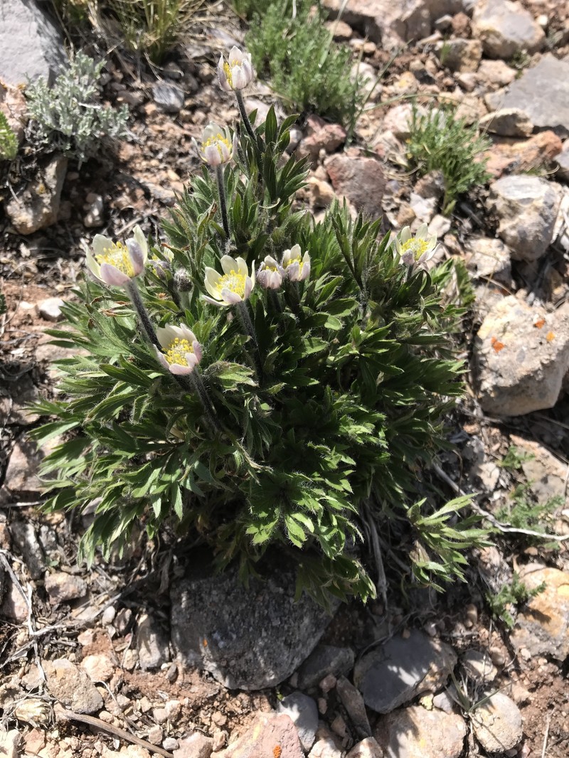 Anemone multifida var. saxicola photo 3