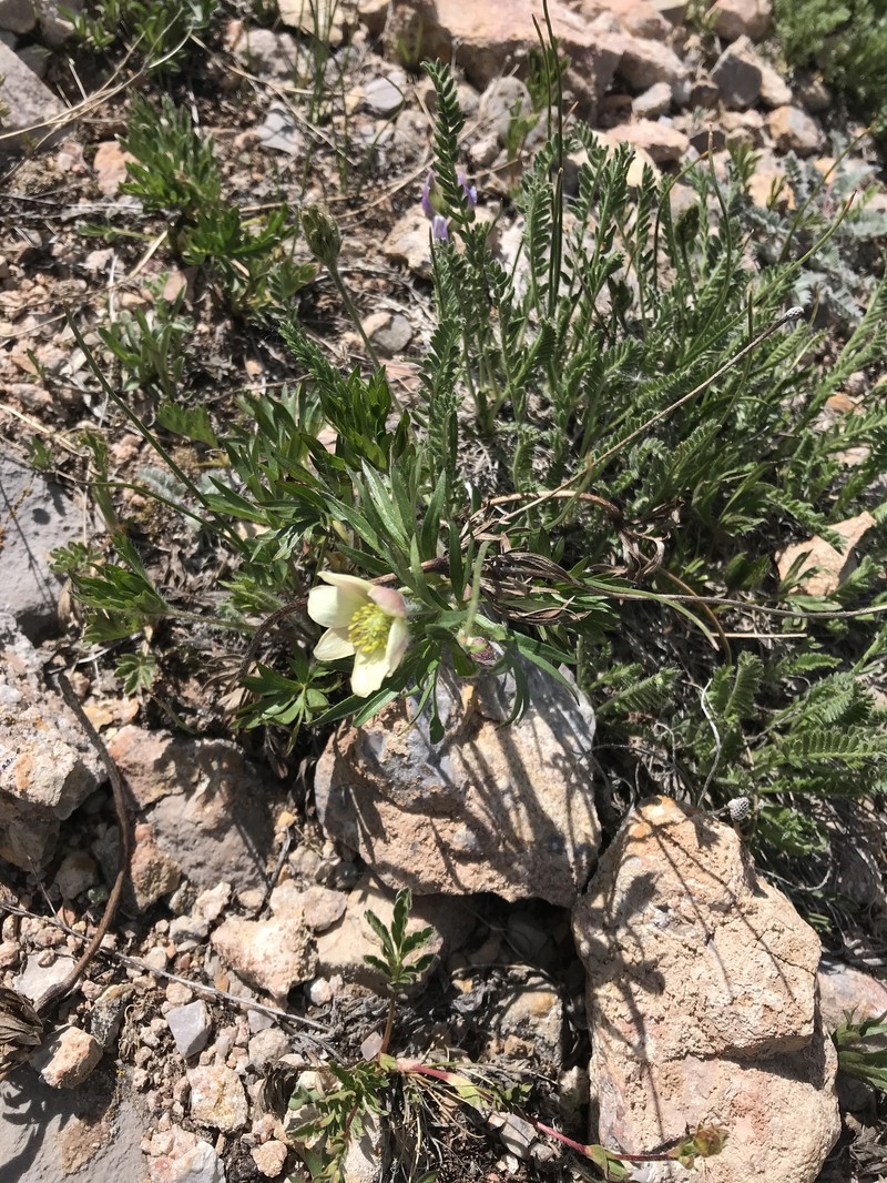 Anemone multifida var. saxicola photo 4