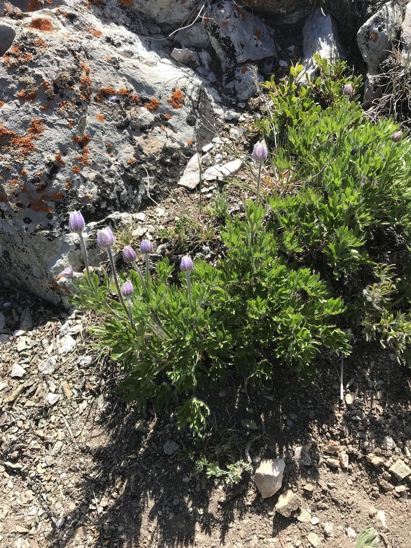 Anemone multifida var. saxicola photo 5