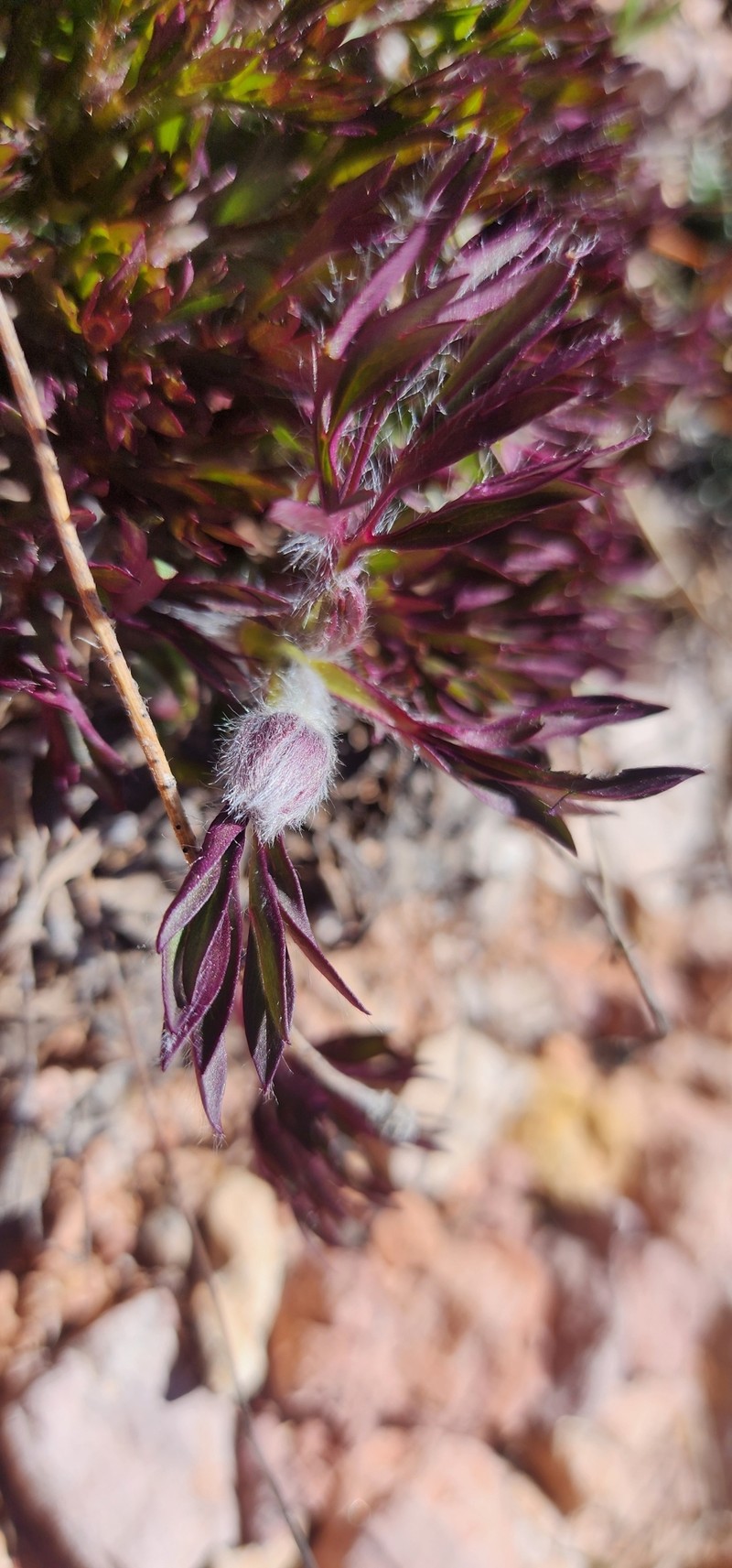 Anemone multifida var. stylosa photo 2