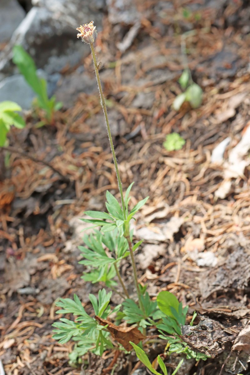 Anemone multifida var. stylosa photo 3