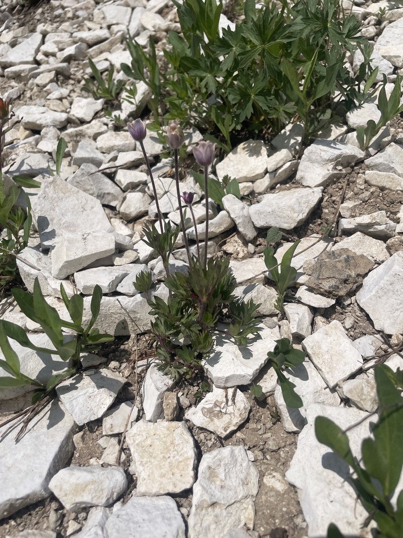 Anemone multifida var. stylosa photo 4