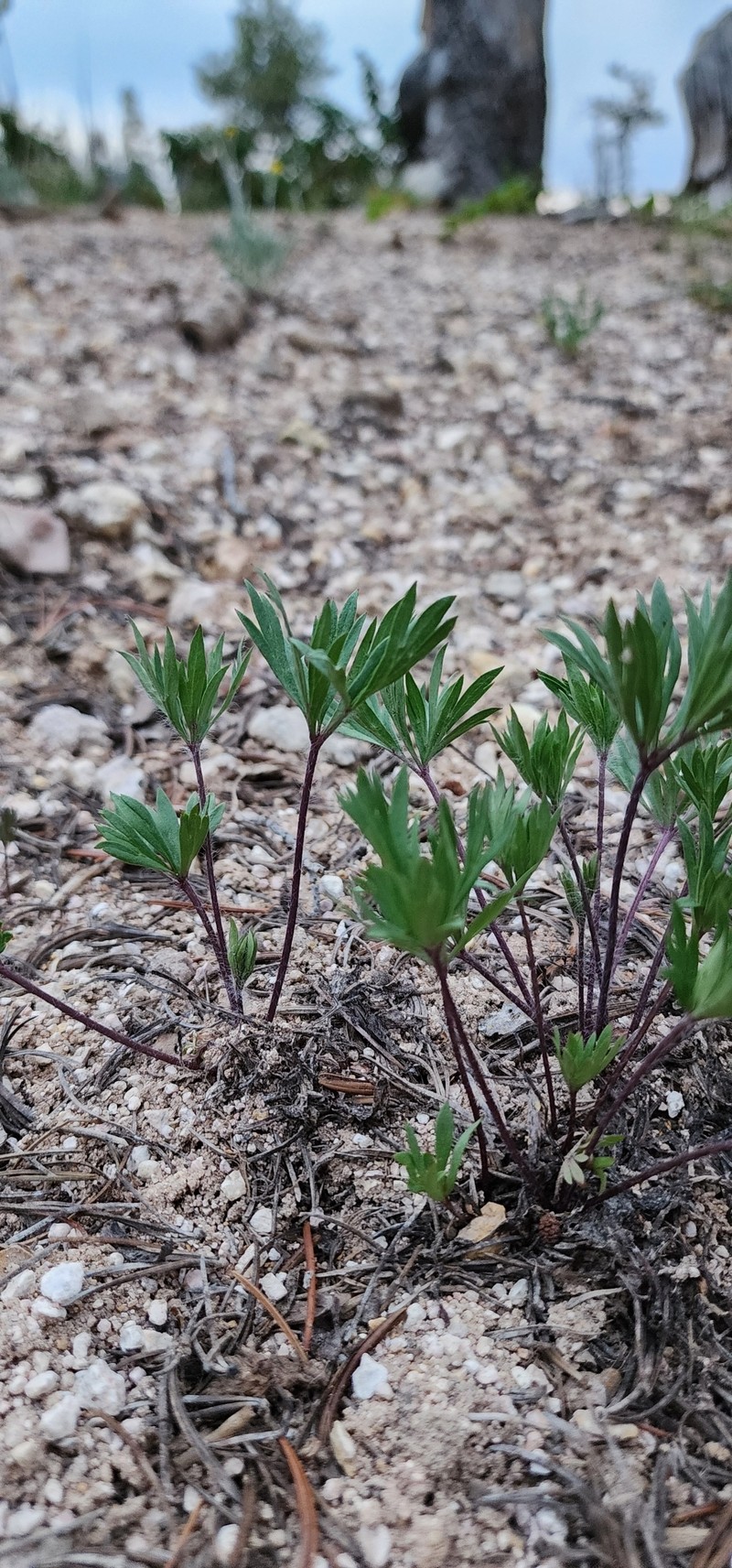 Anemone multifida var. stylosa photo 5