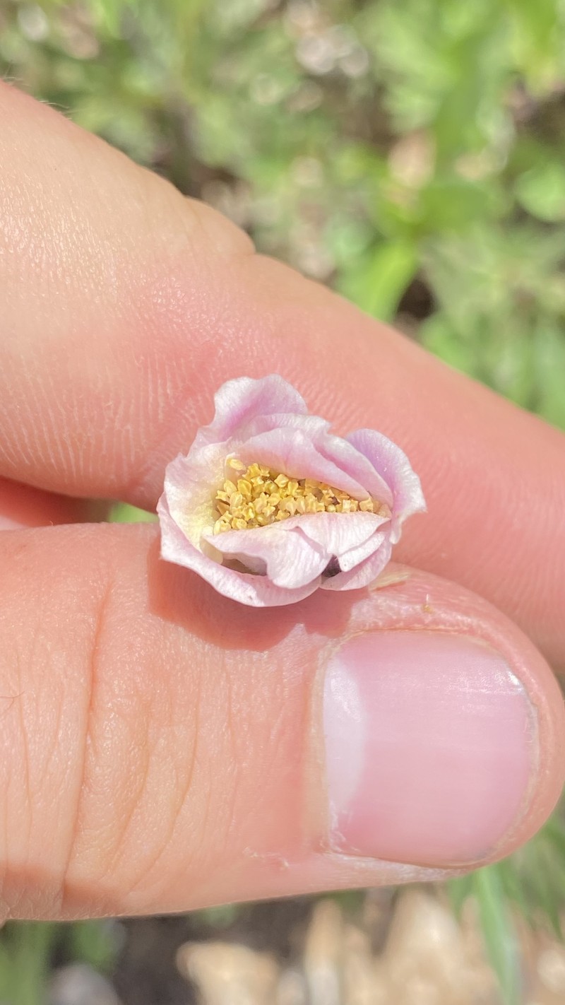 Anemone multifida var. stylosa photo 6