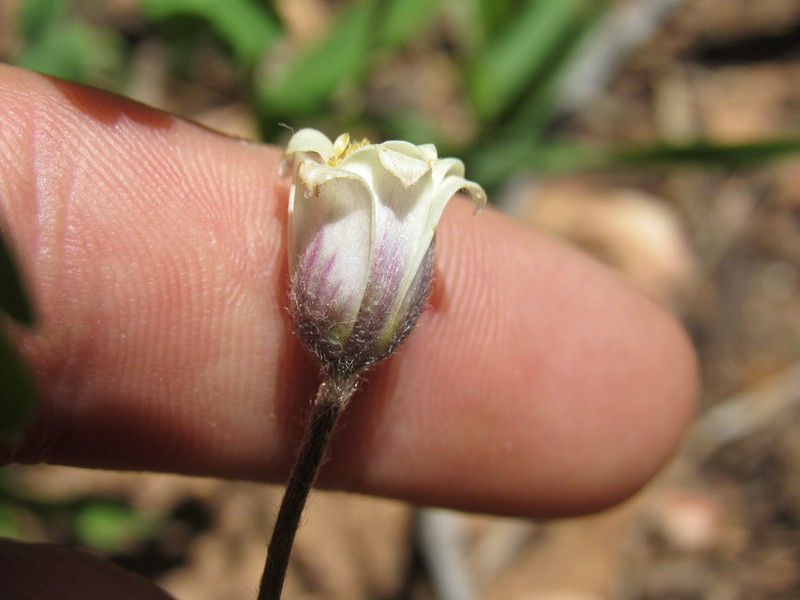 Anemone multifida var. stylosa photo 7