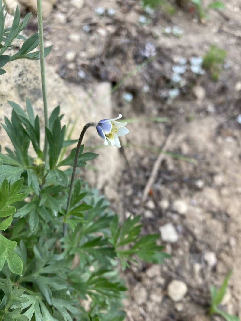 Anemone multifida var. stylosa photo 8