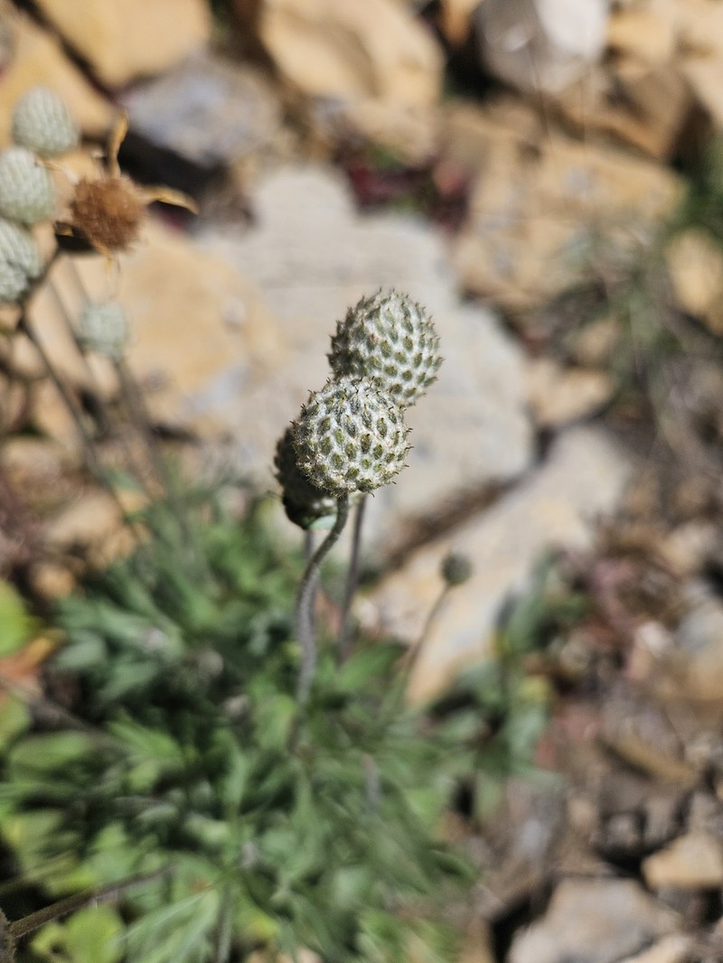 Anemone multifida var. tetonensis